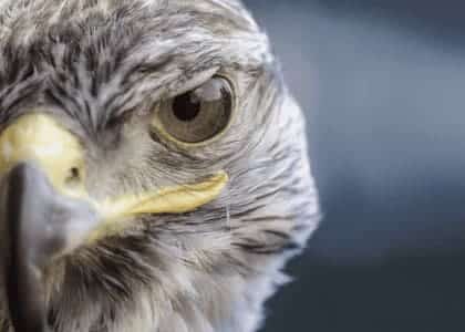 
 Predatory Conduct of the Insurance Company
